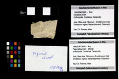 Foto (Objekt + Etikett) von Paguroidea indet.  (NHMW-GEO-1990-0041-2609)
